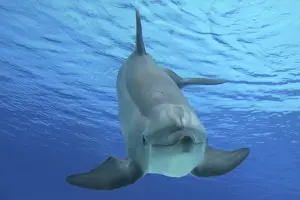 Tursiops Prints: Picture No. 10892868