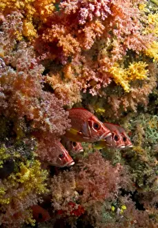 Squirrelfish Prints: Picture No. 10892899