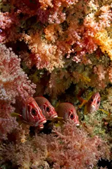 Squirrelfish Prints: Picture No. 10892900