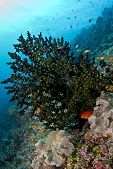 Images Dated 29th December 2011: Picture No. 10892908