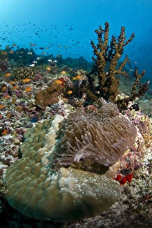 Images Dated 29th December 2011: Picture No. 10892909