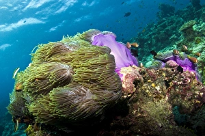 Images Dated 29th December 2011: Picture No. 10892911