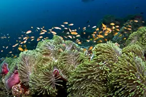 Anthias Prints: Picture No. 10892933