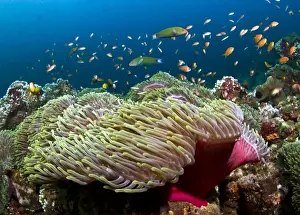 Anthias Prints: Picture No. 10892934