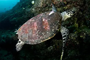Hawksbill Prints: Picture No. 10892947
