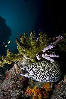 Moray Prints: Picture No. 10892949