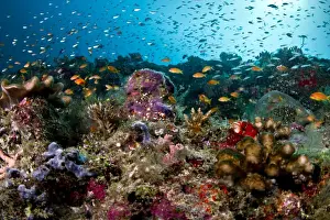 Anthias Prints: Picture No. 10892950