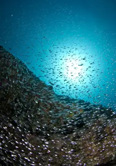 Glassfish Prints: Picture No. 10892952
