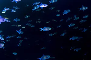 Triggerfish Prints: Picture No. 10892953