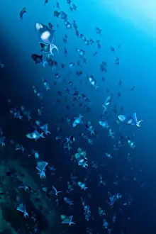 Triggerfish Prints: Picture No. 10892954