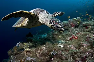 Hawksbill Prints: Picture No. 10892955
