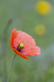 Images Dated 24th June 2012: Picture No. 10893010