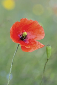 Images Dated 24th June 2012: Picture No. 10893011