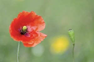 Images Dated 24th June 2012: Picture No. 10893012