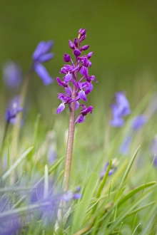 Images Dated 6th May 2012: Picture No. 10893017