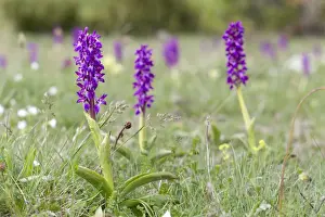 Orchis Prints: Picture No. 10893018