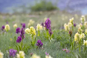 Flowered Prints: Picture No. 10893028