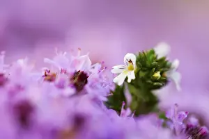 Herb Prints: Picture No. 10893032