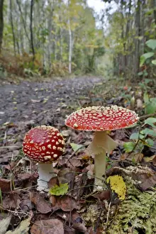 Amanita Prints: Picture No. 10893035