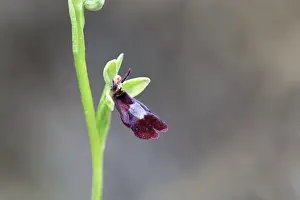 Ophrys Prints: Picture No. 10893037