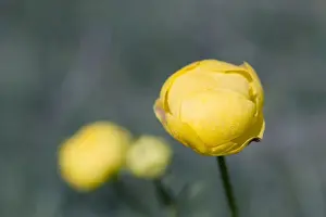 Picture No. 10893041