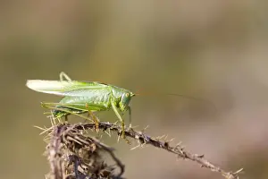 Crickets Prints: Picture No. 10893046