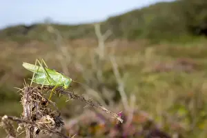 Crickets Prints: Picture No. 10893047