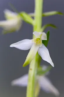 Platanthera Prints: Picture No. 10893048