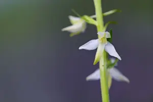 Platanthera Prints: Picture No. 10893050