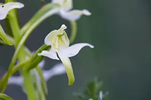 Platanthera Prints: Picture No. 10893051