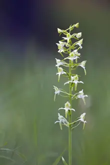 Platanthera Prints: Picture No. 10893053