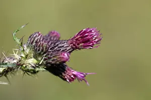Thistle Prints: Picture No. 10893054