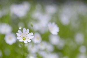 Images Dated 6th May 2012: Picture No. 10893055