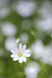 Images Dated 6th May 2012: Picture No. 10893056