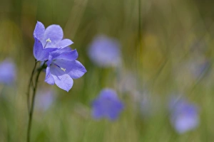 Images Dated 6th August 2012: Picture No. 10893061
