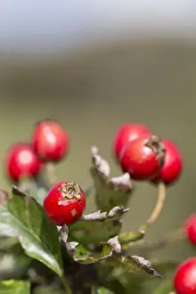 Hawthorn Prints: Picture No. 10893063