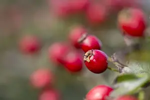 Hawthorn Prints: Picture No. 10893064