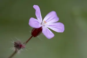 Geranium Prints: Picture No. 10893065