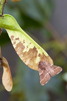 Images Dated 2nd August 2012: Picture No. 10893078