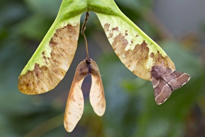 Images Dated 2nd August 2012: Picture No. 10893079