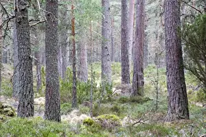 Loch Prints: Picture No. 10893083