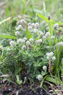 Clover Prints: Picture No. 10893086