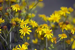 Senecio Prints: Picture No. 10893088