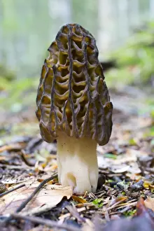 Toadstool Prints: Picture No. 10893093
