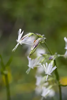 Catchflies Prints: Picture No. 10893099