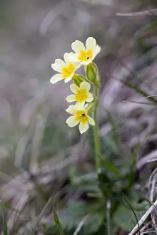 Oxlip Prints: Picture No. 10893102