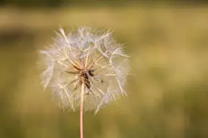 Seeds Prints: Picture No. 10893116