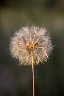 Tragopogon Prints: Picture No. 10893117