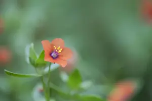 Pimpernel Prints: Picture No. 10893118