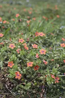 Pimpernel Prints: Picture No. 10893119